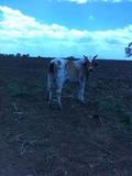 Kuh auf Erdnussfeld